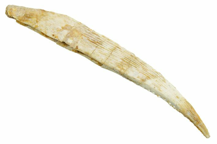 Fossil Shark (Hybodus) Dorsal Spine - Kem Kem Beds, Morocco #353138